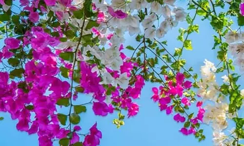 Bougainvillea फूल: सिर्फ सुंदर ही नहीं, बल्कि औषधीय गुणों का खजाना Bougainvillea फूल: सिर्फ सुंदर ही नहीं, बल्कि औषधीय गुणों का खजाना