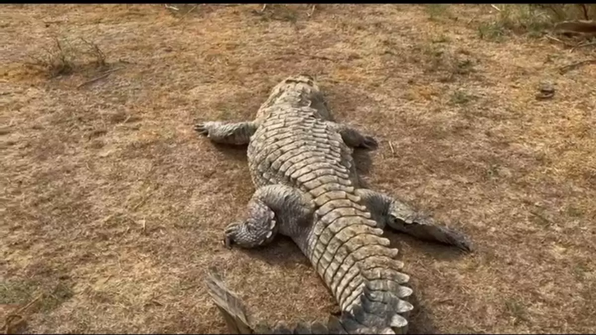 Jabalpur: गौरीघाट में मगरमच्छ मिलने से हड़कंप Jabalpur: गौरीघाट में मगरमच्छ मिलने से हड़कंप