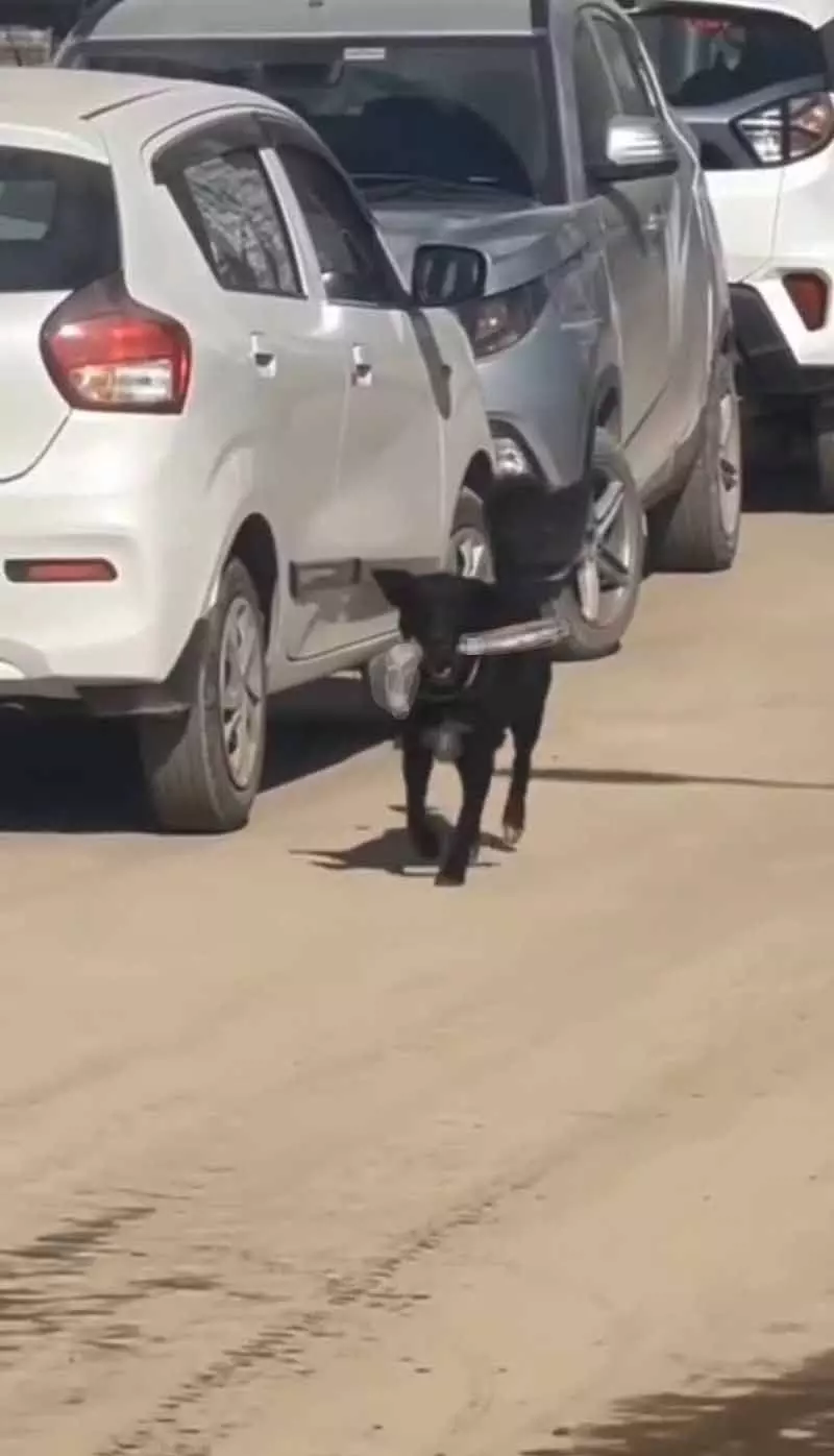 Shimla: चमियाना अस्पताल के पास कुत्ते का इंसान का पैर ले जाते हुए वीडियो वायरल Shimla: चमियाना अस्पताल के पास कुत्ते का इंसान का पैर ले जाते हुए वीडियो वायरल