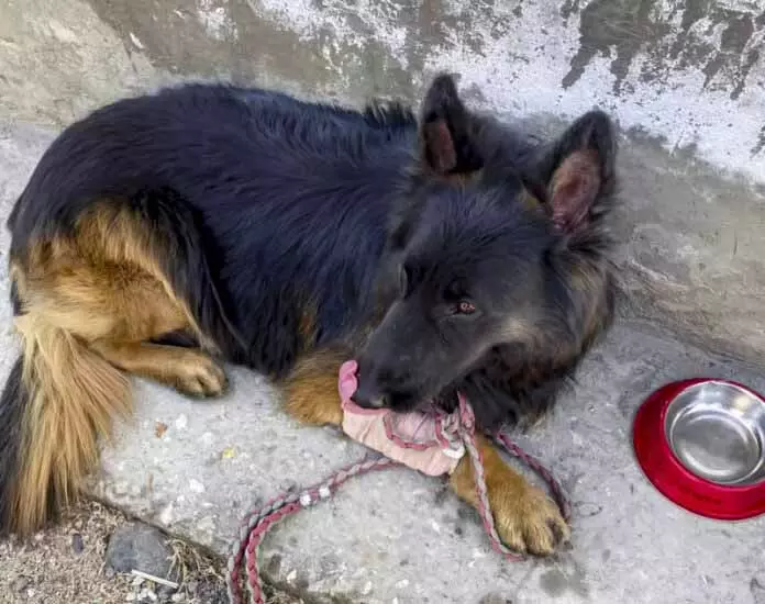 गोली से घायल श्वान सैनिक ‘टायसन’ की हालत में सुधार: Army गोली से घायल श्वान सैनिक ‘टायसन’ की हालत में सुधार: Army