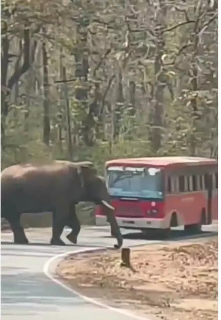 Dandeli : जंगली हाथी ने बीच सड़क पर बस रोकी, फिर चला गया Dandeli : जंगली हाथी ने बीच सड़क पर बस रोकी, फिर चला गया