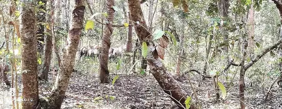Madburu : 10 जंगली हाथियों का झुंड देखा गया Madburu : 10 जंगली हाथियों का झुंड देखा गया