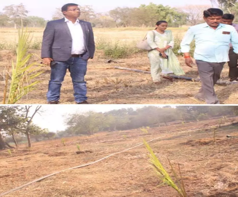कलेक्टर डॉ कंन्नौजे ने किसान सुभाष साहू के पाम ऑयल की खेती का किया निरीक्षण कलेक्टर डॉ कंन्नौजे ने किसान सुभाष साहू के पाम ऑयल की खेती का किया निरीक्षण