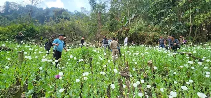 Tirap में 11,500 वर्गमीटर अवैध अफीम की खेती नष्ट की गई Tirap में 11,500 वर्गमीटर अवैध अफीम की खेती नष्ट की गई
