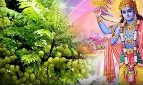 Amalaki Ekadashi 2026 Puja Vidhi: जानिए आमलकी एकादशी के दिन कैसे करें आंवला पेड़ की पूजा Amalaki Ekadashi 2026 Puja Vidhi: जानिए आमलकी एकादशी के दिन कैसे करें आंवला पेड़ की पूजा