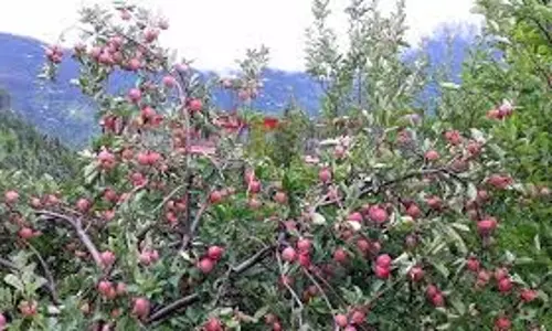 Uttarakhand: किसानों को मिलेंगे अच्छी किस्म के पौधे Uttarakhand: किसानों को मिलेंगे अच्छी किस्म के पौधे