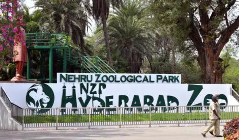 Hyderabad Zoo ने माउस डियर के संरक्षण के लिए वोट करने की अपील Hyderabad Zoo ने माउस डियर के संरक्षण के लिए वोट करने की अपील