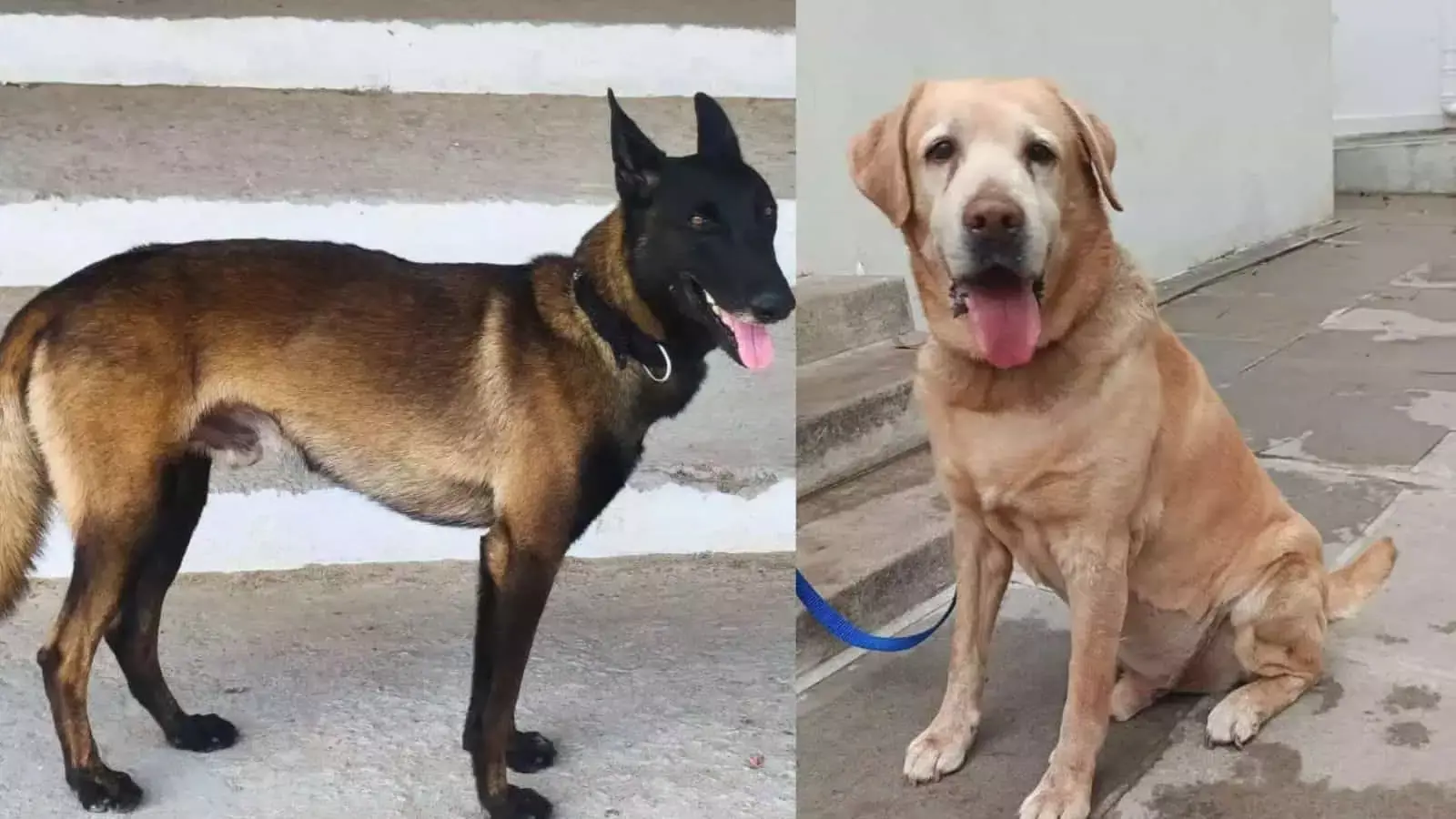 Telangana Police के कुत्ते राणा और राडो साइबराबाद के K9 स्क्वाड में शामिल हुए Telangana Police के कुत्ते राणा और राडो साइबराबाद के K9 स्क्वाड में शामिल हुए