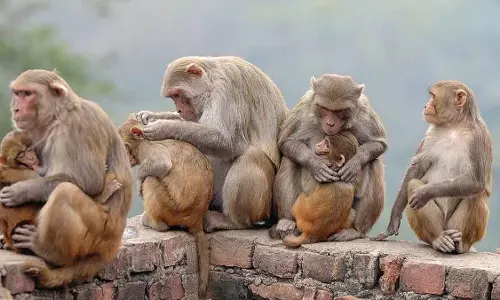 Maharashtra : नांदेड़ के येतला गांव में करीब 30 गांववालों को काटने वाले गुस्सैल बंदर को पकड़ा गया Maharashtra : नांदेड़ के येतला गांव में करीब 30 गांववालों को काटने वाले गुस्सैल बंदर को पकड़ा गया