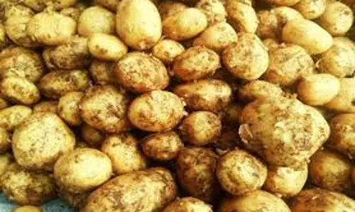 Farrukhabad: आलू के भाव में बदलाव से किसान चिंतित
