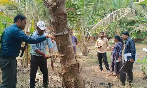 Ankola नारियल के पेड़ों में कीटों का प्रकोप: कृषि वैज्ञानिकों ने दौरा किया और जांच की Ankola नारियल के पेड़ों में कीटों का प्रकोप: कृषि वैज्ञानिकों ने दौरा किया और जांच की