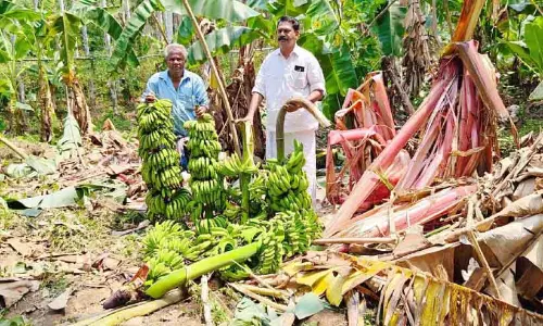 Kerala : कट्टनक्कली के कटासेरी गांव में केले का बागान नष्ट हो गया