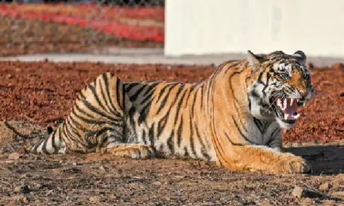 Bandhavgarh टाइगर रिजर्व ने MP हाई कोर्ट को बताया कि करंट लगने से 4 मौत हुई