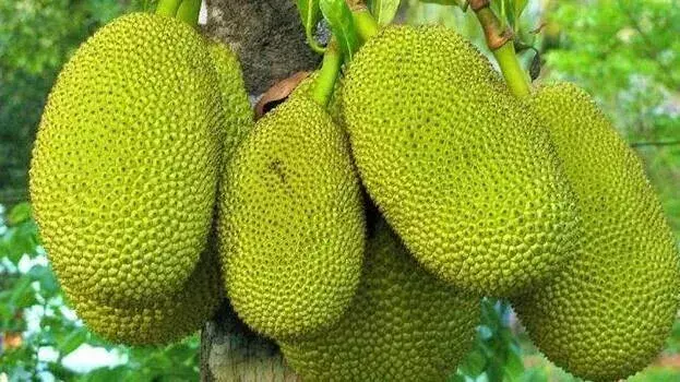 Kerala: जनरल हॉस्पिटल में सिर पर कटहल गिरने से आदमी घायल Kerala: जनरल हॉस्पिटल में सिर पर कटहल गिरने से आदमी घायल