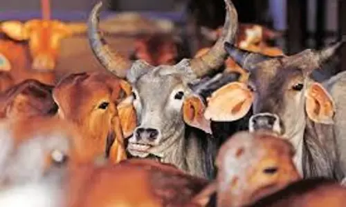Kathua: कठुआ में छापेमारी से सफलता