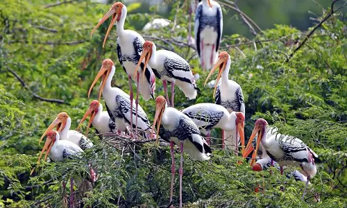 Jaipur: प्रकृति प्रेमियों के लिए खास आयोजन, 27 को बर्ड फेस्टिवल Jaipur: प्रकृति प्रेमियों के लिए खास आयोजन, 27 को बर्ड फेस्टिवल