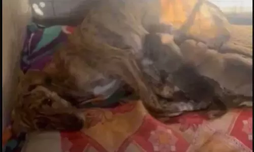 कोर्ट की फटकार के कुछ घंटों बाद, Chandigarh MC ने पशु कार्यकर्ता के खिलाफ शिकायत दर्ज कराई कोर्ट की फटकार के कुछ घंटों बाद, Chandigarh MC ने पशु कार्यकर्ता के खिलाफ शिकायत दर्ज कराई