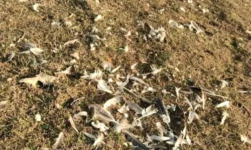 प्रवासी पक्षियों के लिए सर्दियों में खतरा, Pong Lake के किनारे मिले शव प्रवासी पक्षियों के लिए सर्दियों में खतरा, Pong Lake के किनारे मिले शव