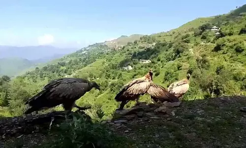 Himachal में गिद्धों की आबादी घटी, सरकार ने उनके प्राकृतिक घोंसले बनाने की जगहों की सुरक्षा के लिए कदम उठाए