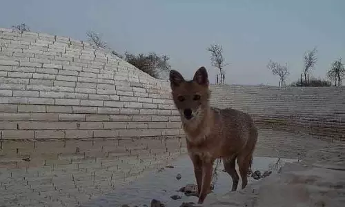Riyadh के रिज़र्व में पहली बार देखे गए गोल्डन जैकल Riyadh के रिज़र्व में पहली बार देखे गए गोल्डन जैकल