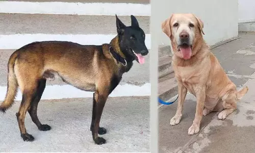 साइबराबाद पुलिस के K9 स्क्वाड को दो CID-ट्रेंड कुत्तों के साथ मजबूत किया गया