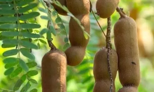 स्वाद और health का खजाना: पाचन तंत्र को मजबूत कर वजन नियंत्रण में कारगर इमली