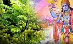 Amalaki Ekadashi 2026 Puja Vidhi: जानिए आमलकी एकादशी के दिन कैसे करें आंवला पेड़ की पूजा Amalaki Ekadashi 2026 Puja Vidhi: जानिए आमलकी एकादशी के दिन कैसे करें आंवला पेड़ की पूजा