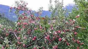 Uttarakhand: किसानों को मिलेंगे अच्छी किस्म के पौधे Uttarakhand: किसानों को मिलेंगे अच्छी किस्म के पौधे