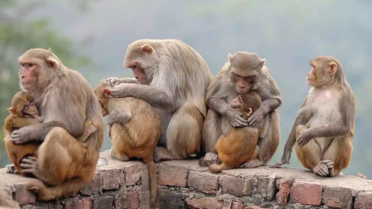 Maharashtra : नांदेड़ के येतला गांव में करीब 30 गांववालों को काटने वाले गुस्सैल बंदर को पकड़ा गया Maharashtra : नांदेड़ के येतला गांव में करीब 30 गांववालों को काटने वाले गुस्सैल बंदर को पकड़ा गया