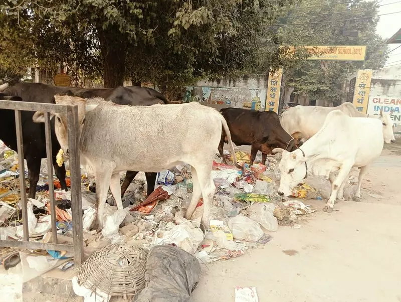 Haryana के गुरुग्राम और फरीदाबाद ने सैनिटेशन सर्वे में खराब प्रदर्शन क्यों किया Haryana के गुरुग्राम और फरीदाबाद ने सैनिटेशन सर्वे में खराब प्रदर्शन क्यों किया