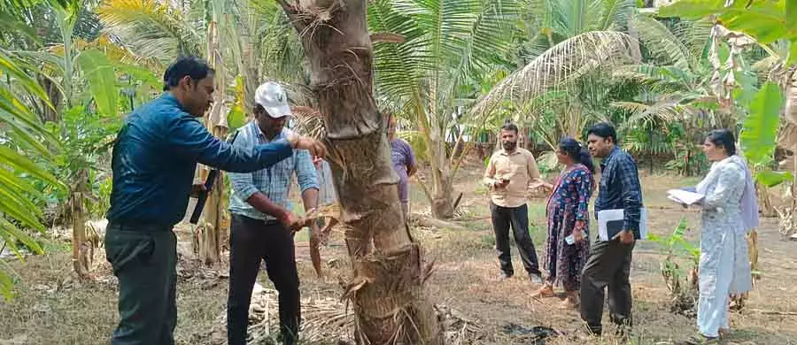 Ankola नारियल के पेड़ों में कीटों का प्रकोप: कृषि वैज्ञानिकों ने दौरा किया और जांच की Ankola नारियल के पेड़ों में कीटों का प्रकोप: कृषि वैज्ञानिकों ने दौरा किया और जांच की