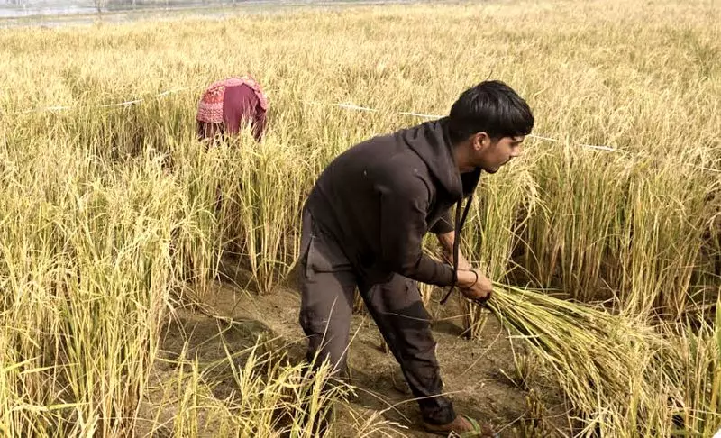 Rohtak में प्रोग्रेसिव किसानों को ब्रांड एंबेसडर बनाया जाएगा Rohtak में प्रोग्रेसिव किसानों को ब्रांड एंबेसडर बनाया जाएगा