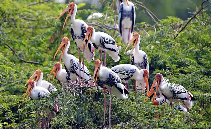 Jaipur: प्रकृति प्रेमियों के लिए खास आयोजन, 27 को बर्ड फेस्टिवल Jaipur: प्रकृति प्रेमियों के लिए खास आयोजन, 27 को बर्ड फेस्टिवल