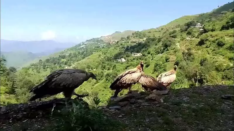 Himachal में गिद्धों की आबादी घटी, सरकार ने उनके प्राकृतिक घोंसले बनाने की जगहों की सुरक्षा के लिए कदम उठाए Himachal में गिद्धों की आबादी घटी, सरकार ने उनके प्राकृतिक घोंसले बनाने की जगहों की सुरक्षा के लिए कदम उठाए