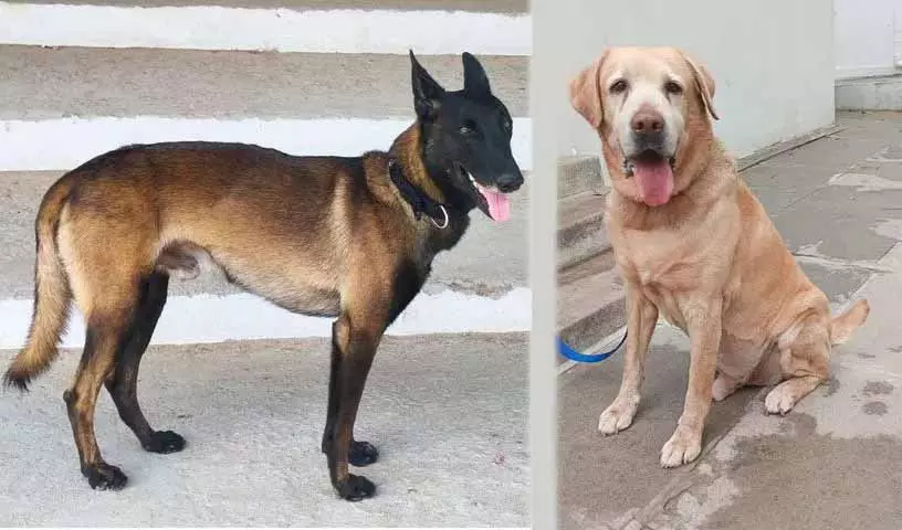 साइबराबाद पुलिस के K9 स्क्वाड को दो CID-ट्रेंड कुत्तों के साथ मजबूत किया गया साइबराबाद पुलिस के K9 स्क्वाड को दो CID-ट्रेंड कुत्तों के साथ मजबूत किया गया