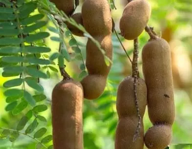 स्वाद और health का खजाना: पाचन तंत्र को मजबूत कर वजन नियंत्रण में कारगर इमली स्वाद और health का खजाना: पाचन तंत्र को मजबूत कर वजन नियंत्रण में कारगर इमली