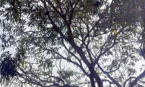 मौसम शुष्क रहेगा एक हफ्ते तक मौसम शुष्क रहेगा एक हफ्ते तक