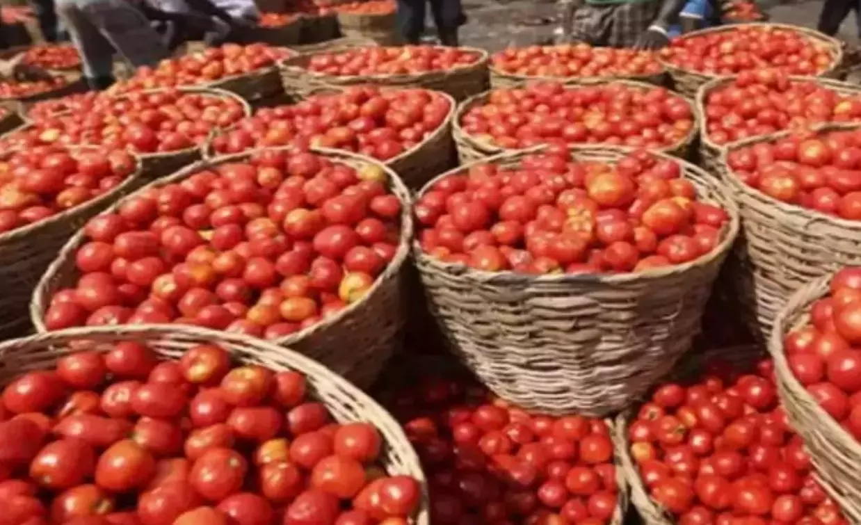 Andhra : चित्तौड़ में टमाटर के दाम बहुत नीचे आ गए हैं