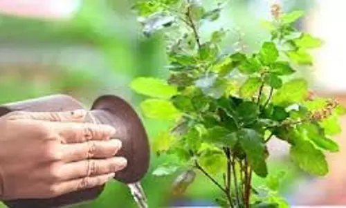 Rangbhari Ekadashi 2026: आज रंगभरी एकादशी के दिन जरूर करें तुलसी से जुड़े ये विशेष उपाय Rangbhari Ekadashi 2026: आज रंगभरी एकादशी के दिन जरूर करें तुलसी से जुड़े ये विशेष उपाय