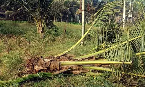 Channapatna : जंगली हाथी के हमले से नारियल के बागान नष्ट हो गए Channapatna : जंगली हाथी के हमले से नारियल के बागान नष्ट हो गए