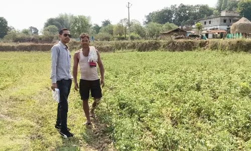 राष्ट्रीय बागवानी मिशन से किसानों को संबल, उन्नत तकनीक से टमाटर खेती में बढ़ा उत्पादन और मुनाफा