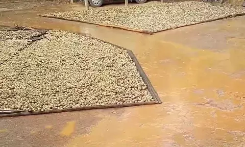 Sirsi : बेमौसम बारिश से सुपारी किसान परेशान
