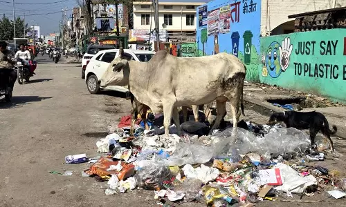 Sanitation बजट दोगुना हुआ, लेकिन हरियाणा के झज्जर में अभी भी कचरा फैला हुआ है Sanitation बजट दोगुना हुआ, लेकिन हरियाणा के झज्जर में अभी भी कचरा फैला हुआ है