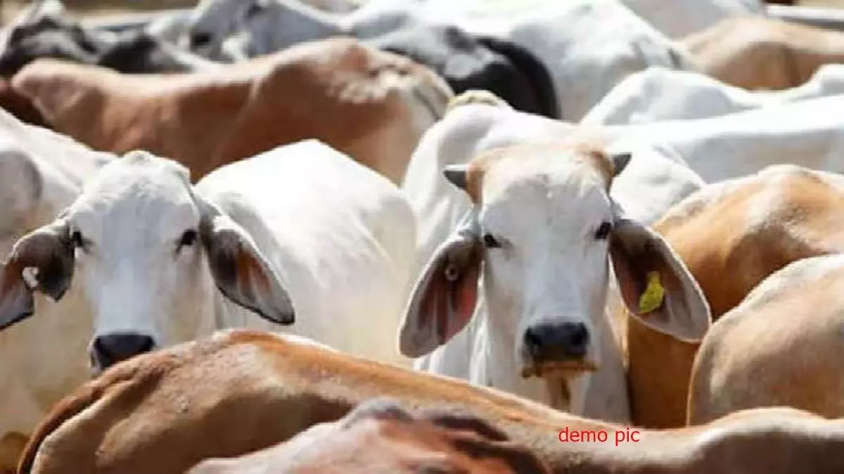 Farrukhabad: घर में गोवंश वध की सूचना पर छापा