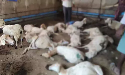Chitradurga : यूरिया मिला पानी पीने से भेड़ों की मौत