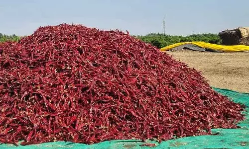 Karnataka : ब्यादगी मिर्च का भाव स्थिर Karnataka : ब्यादगी मिर्च का भाव स्थिर