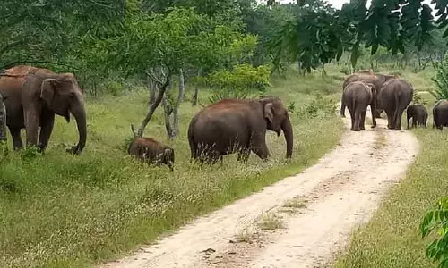 Belur से 35 हाथी काफी नदी पहुंचे