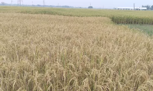 Chandigarh: मौसम के बदले मिजाज से किसान चिंतित Chandigarh: मौसम के बदले मिजाज से किसान चिंतित