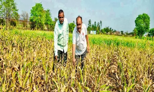 Parbhani Shakti ज्वार के बीज को लेकर विवाद; भोर तालुका में किसानों को भारी नुकसान Parbhani Shakti ज्वार के बीज को लेकर विवाद; भोर तालुका में किसानों को भारी नुकसान