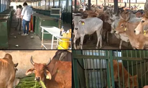 Ahmedabad: नगर निगम की अनूठी पहल, फीडिंग स्पॉट्स और एआई तकनीक से शहर स्वच्छ Ahmedabad: नगर निगम की अनूठी पहल, फीडिंग स्पॉट्स और एआई तकनीक से शहर स्वच्छ